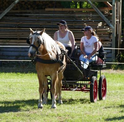 Foto des Albums: Fahrturnier Hilders 2017