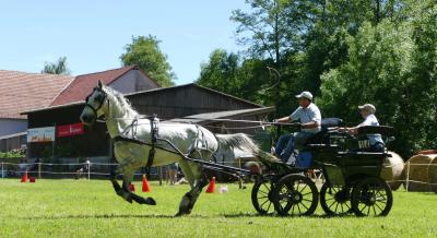 Foto des Albums: Fahrturnier Hilders 2017