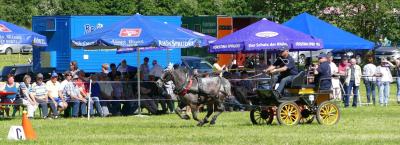 Foto des Albums: Fahrturnier Hilders 2017