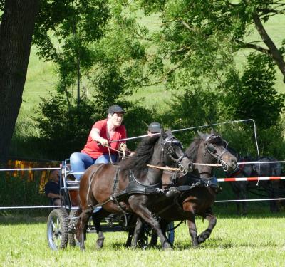 Foto des Albums: Fahrturnier Hilders 2017