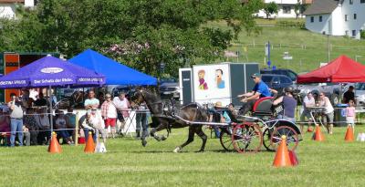 Foto des Albums: Fahrturnier Hilders 2017