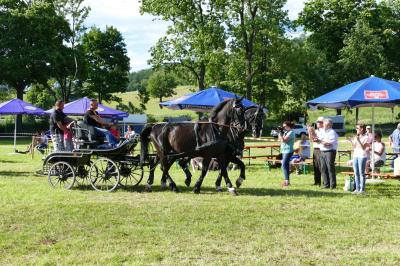 Foto des Albums: Fahrturnier Hilders 2017