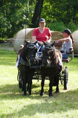 Foto des Albums: Fahrturnier Hilders 2017