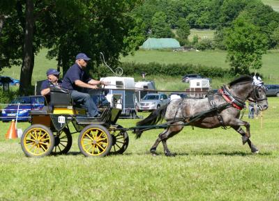 Foto des Albums: Fahrturnier Hilders 2017