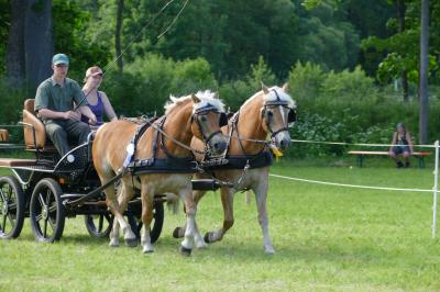 Foto des Albums: Fahrturnier Hilders 2017
