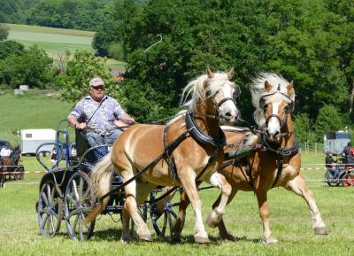 Foto des Albums: Fahrturnier Hilders 2017