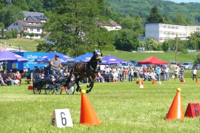 Foto des Albums: Fahrturnier Hilders 2017