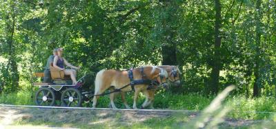 Foto des Albums: Fahrturnier Hilders 2017