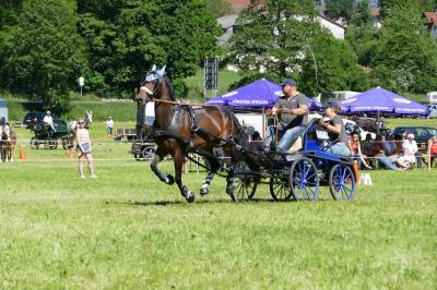 Foto des Albums: Fahrturnier Hilders 2017