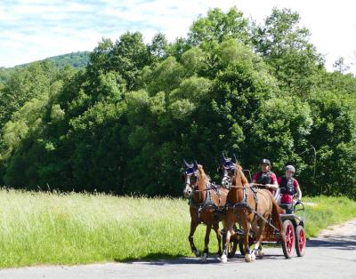 Foto des Albums: Fahrturnier Hilders 2017