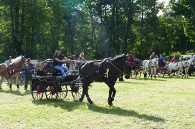 Foto des Albums: Fahrturnier Hilders 2017
