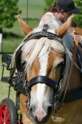 Foto des Albums: Fahrturnier Hilders 2017