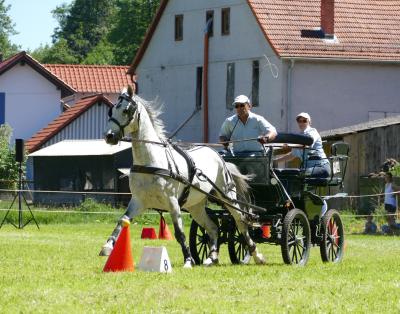 Foto des Albums: Fahrturnier Hilders 2017
