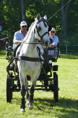 Foto des Albums: Fahrturnier Hilders 2017