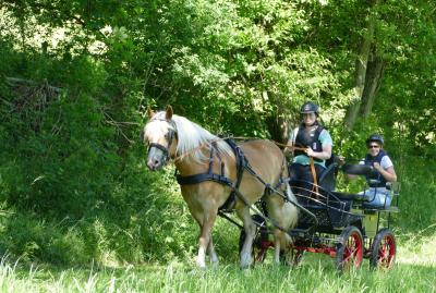 Foto des Albums: Fahrturnier Hilders 2017