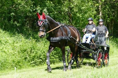 Foto des Albums: Fahrturnier Hilders 2017