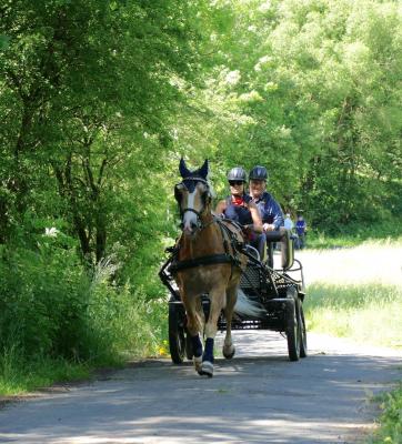 Foto des Albums: Fahrturnier Hilders 2017