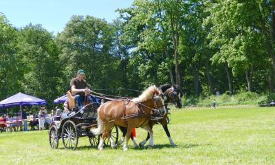 Foto des Albums: Fahrturnier Hilders 2017