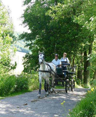 Foto des Albums: Fahrturnier Hilders 2017