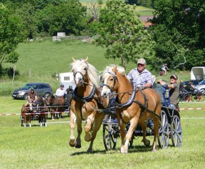 Foto des Albums: Fahrturnier Hilders 2017
