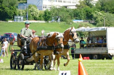 Foto des Albums: Fahrturnier Hilders 2017