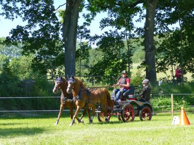 Foto des Albums: Fahrturnier Hilders 2017