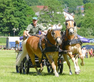Foto des Albums: Fahrturnier Hilders 2017