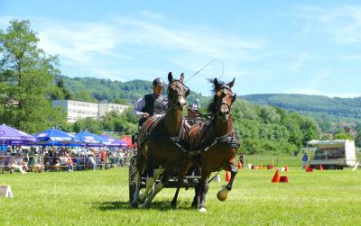 Foto des Albums: Fahrturnier Hilders 2017