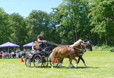 Foto des Albums: Fahrturnier Hilders 2017
