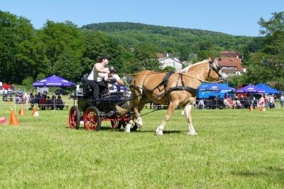 Foto des Albums: Fahrturnier Hilders 2017