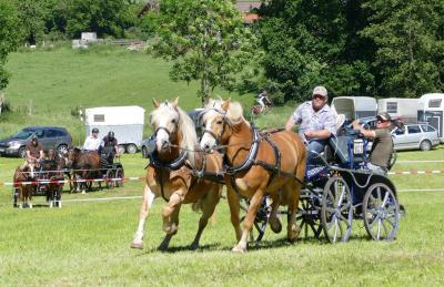Foto des Albums: Fahrturnier Hilders 2017