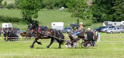 Foto des Albums: Fahrturnier Hilders 2017