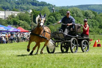 Foto des Albums: Fahrturnier Hilders 2017