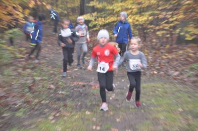 Foto des Albums: Torgelower Crosslauf