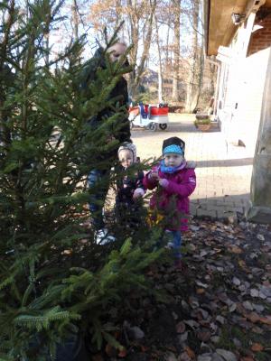 Foto des Albums: Weihnachtsbaum schmücken in der Sasslage