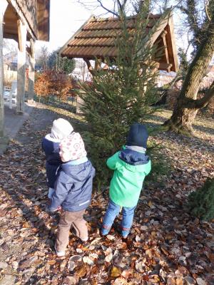Foto des Albums: Weihnachtsbaum schmücken in der Sasslage