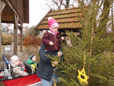 Foto des Albums: Weihnachtsbaum schmücken in der Sasslage