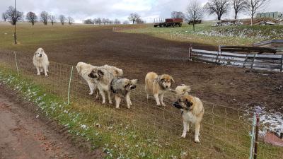 Die Herdenschutzhunde 