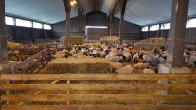 Foto des Albums: Exkursion in die Schäferei