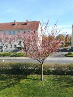 Foto des Albums: #perlebergfrommywindow (21. 04. 2020)