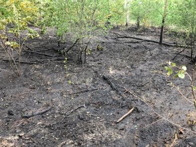 Foto des Albums: Waldbrandeinsatz Casel 02.06.2020