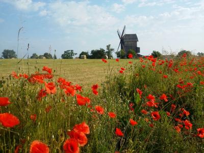 Foto des Albums: Impressionen Bockwindmühle Vehlefanz (17. 07. 2020)