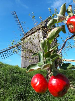 Foto des Albums: Impressionen Bockwindmühle Vehlefanz (17. 07. 2020)