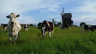 Foto des Albums: Impressionen Bockwindmühle Vehlefanz (17. 07. 2020)