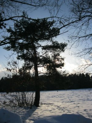 Foto des Albums: Winter (18.01.2012)