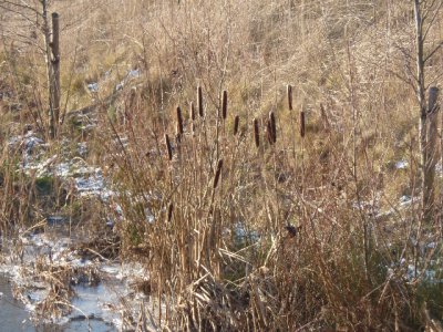 Foto des Albums: Flußlandschaft Helme
