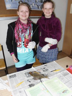 Foto des Albums: SchülerInnen der Klasse 5b präparieren Fische!