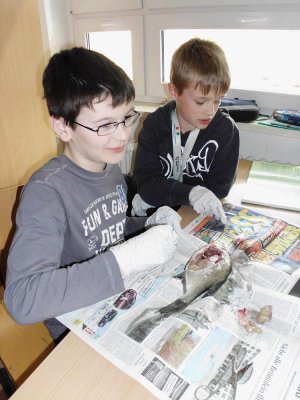 Foto des Albums: SchülerInnen der Klasse 5b präparieren Fische!