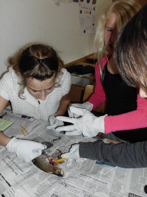 Foto des Albums: SchülerInnen der Klasse 5b präparieren Fische!