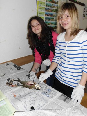 Foto des Albums: SchülerInnen der Klasse 5b präparieren Fische!